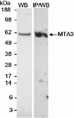 Western Blot: MTA3 Antibody [NB100-2306] - Nuclear extract (25 mcg for WB; 0.5 mg for IP) from MCF7 cells. Affinity purified rabbit anti-MTA3 antibody NB100-2306 used at 1 mcg/ml for WB and 5 mcg/0.5 mg extract for IP.