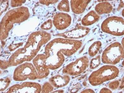 Immunohistochemistry-Paraffin: MTAP Antibody (MTAP/3137R) - Azide and BSA Free [NBP3-08965] - Formalin-fixed, paraffin-embedded human Kidney stained with MTAP Recombinant Rabbit Monoclonal Antibody (MTAP/3137R).