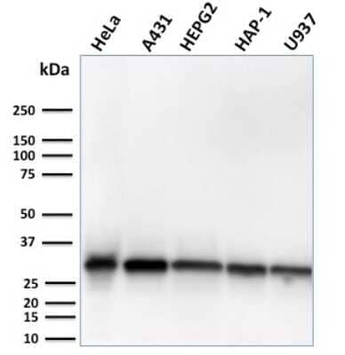 Western Blot: MTAP Antibody (MTAP/3137R) - Azide and BSA Free [NBP3-08965] - Western Blot Analysis of human HeLa, A431, HepG2, HAP1, U937 cell lysates using MTAP Recombinant Rabbit Monoclonal Antibody (MTAP/3137R).