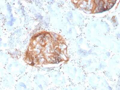 Immunohistochemistry-Paraffin: MTAP Antibody (rMTAP/1813) - Azide and BSA Free [NBP3-08964] - Formalin-fixed, paraffin-embedded human Kidney stained with MTAP Recombinant Mouse Monoclonal Antibody (rMTAP/1813).