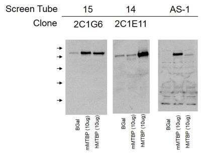 Western Blot: MTBP Antibody (2C1E11) [NBP2-50517] - Western blot analysis comparing binding to murine and human MTBP