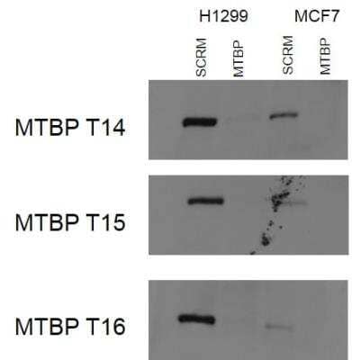 Western Blot: MTBP Antibody (2C1E11) [NBP2-50517] - Western blot analysis using H1299 and MCF7 lysates. 7.5% gel, 25 ug/well.