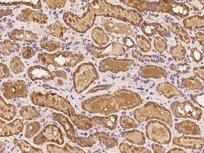 Immunohistochemistry-Paraffin: MTBP Antibody [NBP2-98002] - Immunochemical staining of human MTBP in human kidney with rabbit polyclonal antibody at 1:200 dilution, formalin-fixed paraffin embedded sections.