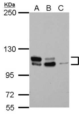 Western Blot MTBP Antibody
