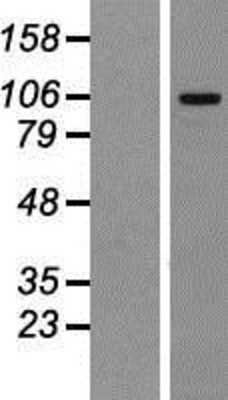 Western Blot: MTBP Overexpression Lysate (Adult Normal) [NBP2-06485] Left-Empty vector transfected control cell lysate (HEK293 cell lysate); Right -Over-expression Lysate for MTBP.