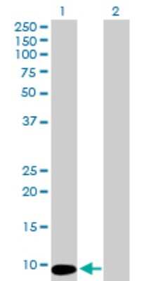 Western Blot: MTCP1 Antibody [H00004515-B01P] - Analysis of MTCP1 expression in transfected 293T cell line by MTCP1 polyclonal antibody.  Lane 1: MTCP1 transfected lysate(7.59 KDa). Lane 2: Non-transfected lysate.