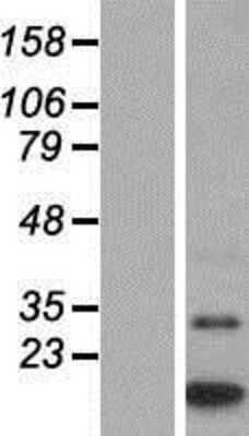 Western Blot: MTCP1 Overexpression Lysate (Adult Normal) [NBP2-07372] Left-Empty vector transfected control cell lysate (HEK293 cell lysate); Right -Over-expression Lysate for MTCP1.