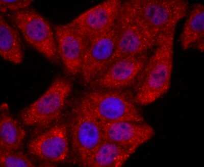 Immunocytochemistry/Immunofluorescence: MTERFD1 Antibody [NBP2-75576] - Staining MTERFD1 in HepG2 cells (red). The nuclear counter stain is DAPI (blue). Cells were fixed in paraformaldehyde, permeabilised with 0.25% Triton X100/PBS.