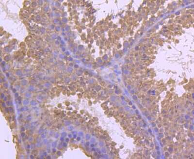 Immunohistochemistry-Paraffin: MTERFD1 Antibody [NBP2-75576] - Analysis of paraffin-embedded mouse testis tissue using anti-MTERFD1 antibody. Counter stained with hematoxylin.