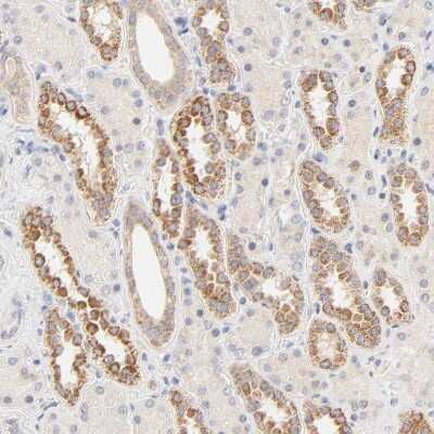 Immunohistochemistry-Paraffin: MTERFD3 Antibody [NBP1-82241] - Staining of human kidney shows  moderate cytoplasmic positivity in cells in tubules.