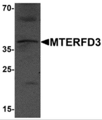 Western Blot MTERFD3 Antibody - BSA Free