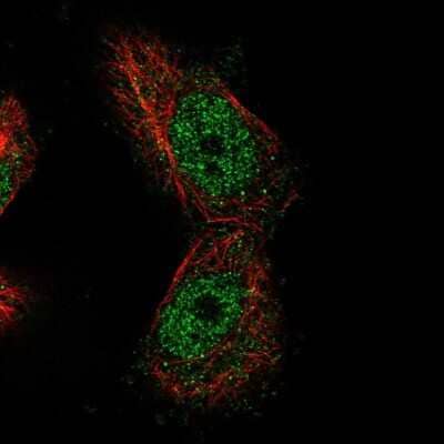 Immunocytochemistry/Immunofluorescence: MTF1 Antibody [NBP1-86379] - Staining of human cell line U-251 MG shows localization to nucleoplasm. Antibody staining is shown in green.