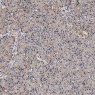 Immunohistochemistry-Paraffin: MTF1 Antibody [NBP1-86379] - Staining of human pancreas shows weak cytoplasmic positivity in exocrine glandular cells.