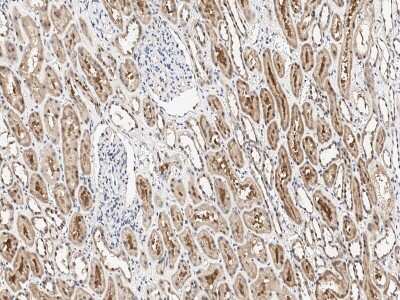 Immunohistochemistry-Paraffin: MTF1 Antibody [NBP3-12562] - Immunochemical staining of human MTF1 in human kidney with rabbit polyclonal antibody at 1:200 dilution, formalin-fixed paraffin embedded sections.