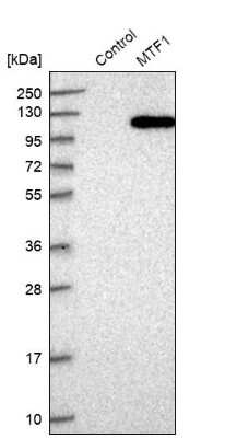 Western Blot: MTF1 Antibody [NBP1-86379] - Analysis in control (vector only transfected HEK293T lysate) and MTF1 over-expression lysate (Co-expressed with a C-terminal myc-DDK tag (3.1 kDa) in mammalian HEK293T cells).