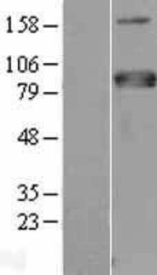 Western Blot: MTF1 Overexpression Lysate (Adult Normal) [NBL1-13360] Left-Empty vector transfected control cell lysate (HEK293 cell lysate); Right -Over-expression Lysate for MTF1.