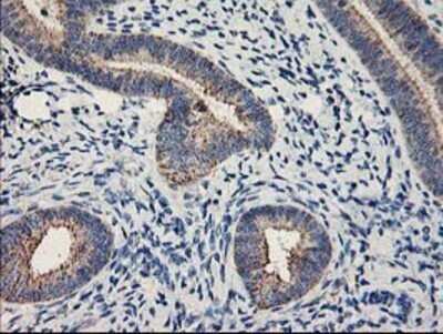 Immunohistochemistry: MTFMT Antibody (OTI1E7) - Azide and BSA Free [NBP2-72801] - Staining of paraffin-embedded Human endometrium tissue using anti-MTFMT mouse monoclonal antibody.