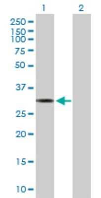 Western Blot: MTFMT Antibody [H00123263-B01P] - Analysis of MTFMT expression in transfected 293T cell line by MTFMT polyclonal antibody.  Lane 1: MTFMT transfected lysate(33.44 KDa). Lane 2: Non-transfected lysate.