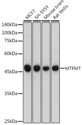 Western Blot: MTFMT Antibody [NBP3-16052] - Western blot analysis of extracts of various cell lines, using MTFMT antibody (NBP3-16052) at 1:1000 dilution. Secondary antibody: HRP Goat Anti-Rabbit IgG (H+L) at 1:10000 dilution. Lysates/proteins: 25ug per lane. Blocking buffer: 3% nonfat dry milk in TBST. Detection: ECL Basic Kit. Exposure time: 180s.