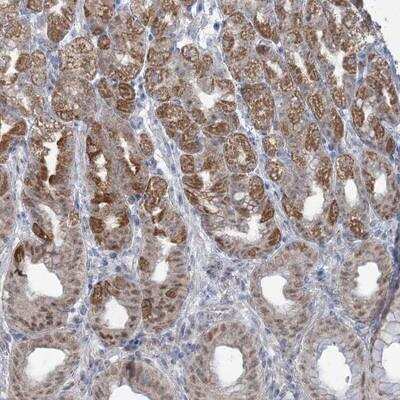 Immunohistochemistry-Paraffin: MTG1 Antibody [NBP1-81789] - Staining of human stomach shows moderate cytoplasmic and nuclear positivity in glandular cells.