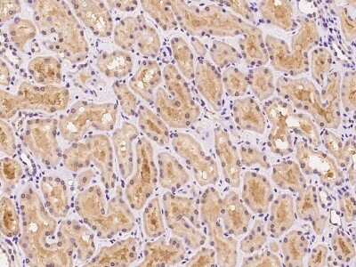 Immunohistochemistry-Paraffin: MTG1 Antibody [NBP2-98486] - Immunochemical staining of human MTG1 in human kidney with rabbit polyclonal antibody at 1:100 dilution, formalin-fixed paraffin embedded sections.