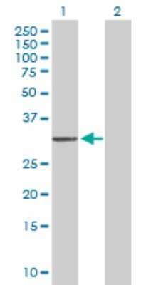 Western Blot: MTG1 Antibody [H00092170-B01P] - Analysis of MTG1 expression in transfected 293T cell line by MTG1 polyclonal antibody.  Lane 1: MTG1 transfected lysate(33 KDa). Lane 2: Non-transfected lysate.