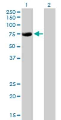 Western Blot: MTGR1 Antibody (2C10) [H00009139-M15] - Analysis of CBFA2T2 expression in transfected 293T cell line by CBFA2T2 monoclonal antibody (M15), clone 2C10. Lane 1: CBFA2T2 transfected lysatE (63.9 KDa). Lane 2: Non-transfected lysate.