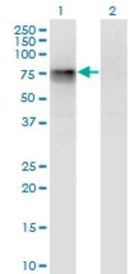 Western Blot: MTGR1 Antibody (3A2) [H00009139-M05] - Analysis of CBFA2T2 expression in transfected 293T cell line by CBFA2T2 monoclonal antibody (M05), clone 3A2. Lane 1: CBFA2T2 transfected lysatE (63.9 KDa). Lane 2: Non-transfected lysate.