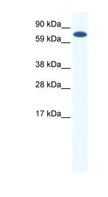 Western Blot: MTGR1 Antibody [NBP1-91617] - NIH-3T3 cells lysate, concentration 0.2-1 ug/ml.