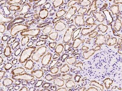 Immunohistochemistry-Paraffin: MTHFD2 Antibody [NBP2-97866] - Immunochemical staining of human MTHFD2 in human kidney with rabbit polyclonal antibody at 1:100 dilution, formalin-fixed paraffin embedded sections.