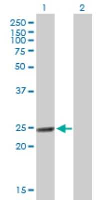 Western Blot: MTHFD2 Antibody [H00010797-B01P] - Analysis of MTHFD2 expression in transfected 293T cell line by MTHFD2 polyclonal antibody.  Lane 1: MTHFD2 transfected lysate(27.28 KDa). Lane 2: Non-transfected lysate.