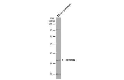 Western Blot MTHFD2 Antibody - BSA Free