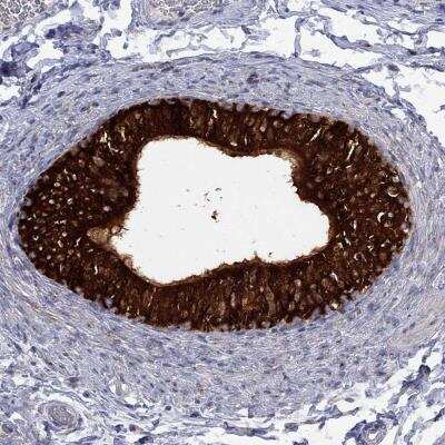 Immunohistochemistry-Paraffin: MTHFR Antibody [NBP3-17040] - Staining of human epididymis shows hight expression.