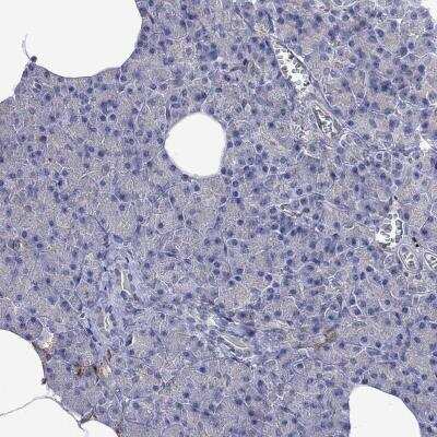 Immunohistochemistry-Paraffin: MTHFR Antibody [NBP3-17040] - Staining of human pancrease shows low expression as expected.