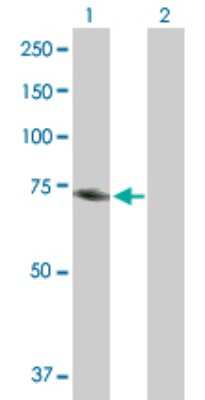 Western Blot: MTHFR Antibody [H00004524-B01P] - Analysis of MTHFR expression in transfected 293T cell line by MTHFR polyclonal antibody.  Lane 1: MTHFR transfected lysate(72.16 KDa). Lane 2: Non-transfected lysate.
