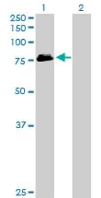 Western Blot: MTHFR Antibody [H00004524-D01P] - Analysis of MTHFR expression in transfected 293T cell line by MTHFR polyclonal antibody.Lane 1: MTHFR transfected lysate(74.50 KDa).Lane 2: Non-transfected lysate.