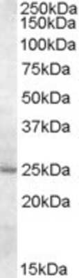 Western Blot: MTHFS Antibody [NBP1-20947] - (0.5ug/ml) Analysis of Human Liver lysate (35ug protein in RIPA buffer) with (B) and without (A) blocking with the immunising peptide. Primary incubation was 1 hour. Detected by chemiluminescence.
