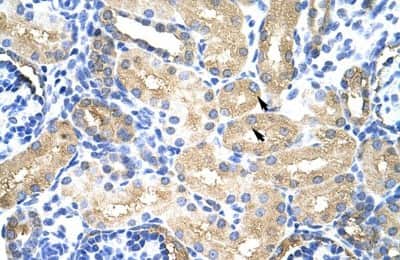 Immunohistochemistry-Paraffin: MTHFSD Antibody [NBP1-80462] - Human kidney Tissue, antibody concentration 4-8ug/ml. Cells with positive label: renal corpuscle cells (indicated with arrows) 400X magnification.
