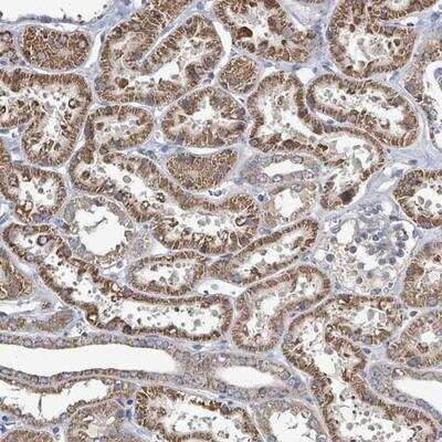 Immunohistochemistry-Paraffin MTMR12 Antibody - BSA Free