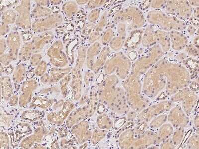Immunohistochemistry-Paraffin: MTMR12 Antibody [NBP2-97310] - Immunochemical staining of human MTMR12 in human kidney with rabbit polyclonal antibody at 1:100 dilution, formalin-fixed paraffin embedded sections.