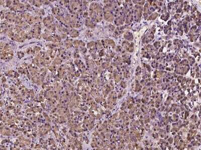Immunohistochemistry-Paraffin: MTMR12 Antibody [NBP2-97310] - Immunochemical staining of human MTMR12 in human pancreas with rabbit polyclonal antibody at 1:100 dilution, formalin-fixed paraffin embedded sections.