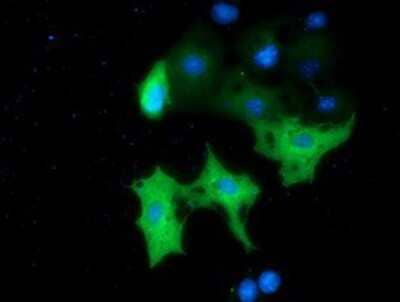 Immunocytochemistry/Immunofluorescence: MTMR14 Antibody (6B6) [NBP2-03077] - Staining of COS7 cells transiently transfected by pCMV6-ENTRY MTMR14.