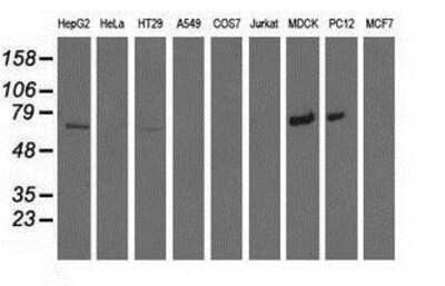 Western Blot: MTMR14 Antibody (6B6) [NBP2-03077] Analysis of extracts (35ug) from 9 different cell lines by using anti-MTMR14 monoclonal antibody.