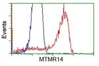 Flow Cytometry: MTMR14 Antibody (OTI6B6) - Azide and BSA Free [NBP2-72808] - HEK293T cells transfected with either overexpression plasmid (Red) or empty vector control plasmid (Blue) were immunostaining by anti-MTMR14 antibody, and then analyzed by flow cytometry.
