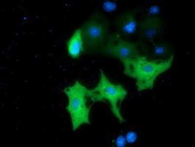 Flow Cytometry: MTMR14 Antibody (OTI6B6) - Azide and BSA Free [NBP2-72808] - Staining of COS7 cells transiently transfected by pCMV6-ENTRY MTMR14.