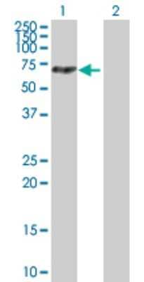 Western Blot: MTMR14 Antibody [H00064419-B01P] - Analysis of MTMR14 expression in transfected 293T cell line by MTMR14 polyclonal antibody.  Lane 1: C3orf29 transfected lysate(58.19 KDa). Lane 2: Non-transfected lysate.
