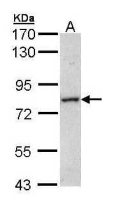 Western Blot: MTMR14 Antibody [NBP1-32416] - (30 ug of whole cell lysate) A: Molt-4  7.5% SDS PAGE diluted at 1:2000