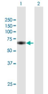 Western Blot MTMR15 Antibody - Azide and BSA Free