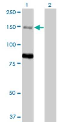 Western Blot: MTMR3 Antibody (1E11) [H00008897-M07] - Western Blot analysis of MTMR3 expression in transfected 293T cell line by MTMR3 monoclonal antibody (M07), clone 1E11. Lane 1: MTMR3 transfected lysate (133.6 KDa). Lane 2: Non-transfected lysate.