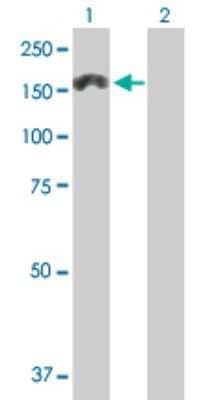 Western Blot: MTMR3 Antibody [H00008897-B01P] - Analysis of MTMR3 expression in transfected 293T cell line by MTMR3 polyclonal antibody.  Lane 1: MTMR3 transfected lysate(131.78 KDa). Lane 2: Non-transfected lysate.